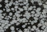 Polished Snowflake Obsidian Section - Utah #117787-1